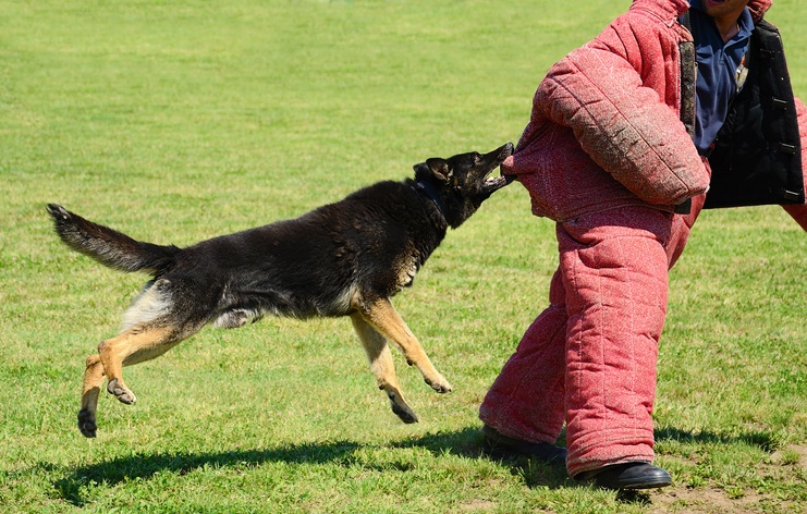 K9_Training